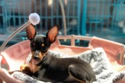 小鹿犬（越来越受欢迎的小鹿犬，你了解吗？）