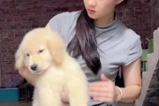 金毛幼犬外出活动的最佳时间（探讨金毛幼犬外出玩耍的最佳时间段）