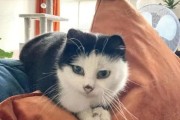 奶牛猫渐渐失宠的原因（探寻奶牛猫魅力消退的原因及其缺点）