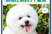 比熊犬怀孕期长短及繁殖过程详解（了解比熊犬怀孕期，为宠物繁殖做好准备）
