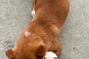 为什么狗总是舔我脚？（探究狗舔脚的原因和意义）
