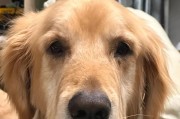 狗伤口多久能洗澡？（了解恰当的清洗时间和方法）