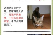 母猫断奶时间和方法解析（了解母猫断奶的关键因素及注意事项）