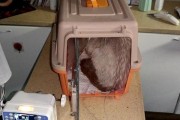 猫咪皮下输液（了解猫咪皮下输液的必要性及操作步骤）
