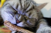 猫咪的磨牙习惯及其重要性（揭秘猫咪磨牙的起源和适当的磨牙时间）