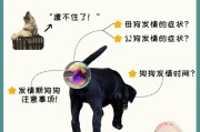宠物狗的月经周期与管理（狗狗月经周期如何判断与关注）