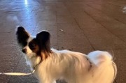 蝴蝶犬与贵宾犬跨种配种的奇妙探索（探索交叉繁殖下新品种的可能性）