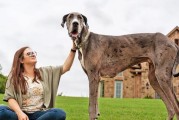 大丹犬体型巨大，性格温和可爱，与人类友好亲近（大丹犬的性格特点与体型无关，善良友善是其关键特征）