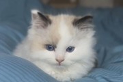 「可爱猫咪，日语名字难选吗？」（「发现一个好听的猫咪日语名字的秘密」）