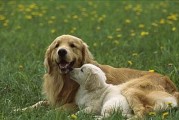 金毛犬的繁殖周期及生小狗时间（探讨金毛犬的繁殖特点以及生小狗的时间间隔）