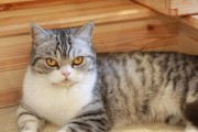 温顺猫的颜色之谜（探寻温顺猫的颜色特征与性格关系）