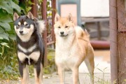了解柴犬的性格特点与魅力（柴犬的性格特点和个性魅力一览）