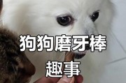 小狗磨牙的正确时间和方法（为宠物的口腔健康铺平道路）