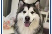阿拉斯加幼犬的饮食需注意什么？（合理的每日饮食量和注意事项）