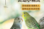 虎皮鹦鹉感冒的康复时间（了解虎皮鹦鹉感冒的康复时间，保护宠物鸟的健康）