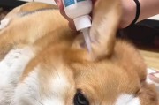如何有效清洗不配合的狗狗耳朵？（3个步骤让你的狗狗耳朵干净无伤害）