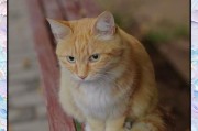 3岁猫的排便频率及注意事项（平均每天一次的排便频率与营养均衡饮食）