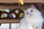 布偶猫的魅力何在？（为什么布偶猫很少人养？）