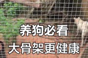 犬的骨骼结构与功能（揭秘犬骨骼奥秘，探寻其神奇之处）