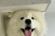 淘气的萨摩耶和无辜的主人（当墨水变成艺术，犬与主之间的爆笑故事）