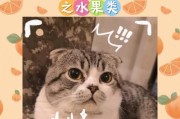 小猫可以吃哪些水果？（为你的小猫选择健康的水果饮食）