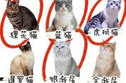 猫咪的不同品种（探索世界上最受欢迎的猫咪品种）