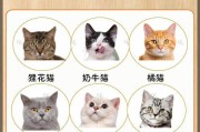 以旺家猫咪的特征——小巧玲珑的宠物之选（拥有可爱外貌和独特个性，适合居家养殖的以旺家猫咪）