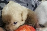 幼犬多久后不吃奶粉？（幼犬断奶时间及喂养转变的关键点）