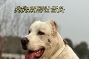 狗为什么要伸舌头？（揭秘狗伸舌头的原因及其重要作用）