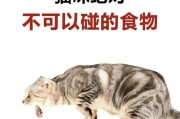 猫不吃饭会死吗？探索猫咪的饮食需求与生命危机（揭秘猫咪不进食的危险和对策，关注健康饮食习惯）