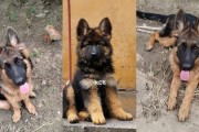 德国牧羊犬训练教程（打造最佳伙伴，德国牧羊犬训练全攻略！）
