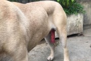 狗狗经血多久配种合适？（探讨狗狗经血周期与最佳配种时间，从而确保繁衍健康后代）