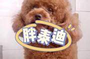 探秘泰迪犬的繁育周期（从交配到产仔，泰迪犬的生产过程全解析）