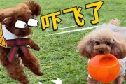 一岁泰迪打疫苗前需要注意什么？（保护宠物健康，打疫苗不能忽视的事项）