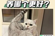 养猫之争（性别差异对猫咪养育的影响及选择要点）