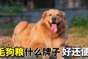 五个月的金毛犬如何科学饮食（健康成长的关键饮食需求与营养推荐）