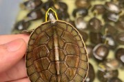 如何辨别水龟、陆龟、半水龟？（一起来学习如何区分这些龟类吧！）
