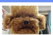 泰迪犬为什么容易抽筋？（了解泰迪犬抽筋的原因及预防方法）