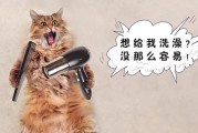 猫咪饭后多久可以洗澡（洗澡时间间隔及注意事项）