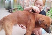 狗狗是人类最忠诚的朋友（为什么我们应该把手伸向狗狗？）