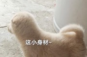 母狗怀孕后期与哺乳期的营养需求（母狗产仔后应该提供给她什么食物以促进奶水产量的提高）
