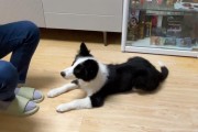 狗为什么喜欢刨地？（探究狗刨地的原因及行为背后的意义）