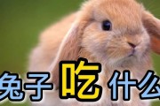 小白兔的健康饮食指南（为宠物兔子提供合适的食物和营养）