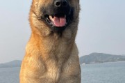 以马犬幼小的可爱与特点（探秘以马犬的成长历程，揭秘其与人类的特殊关系）