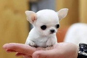 聊聊“最护主”的5种小型犬（了解这些小型犬的守护天性和特点）