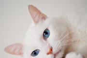 猫耳朵为什么不能进水？（揭秘猫耳朵的独特结构与功能）