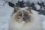 探索布偶猫的多样花色（从传统到异域，了解布偶猫的色彩世界）