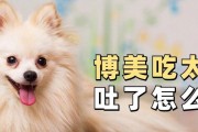 2个月小博美的合适狗粮选择（为你的小博美提供均衡营养的狗粮推荐）