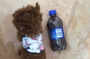 狗吃什么会哑巴（揭开狗犬哑巴的面纱，保护你的爱宠）