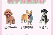 养比熊犬前的必备常识（了解比熊犬的性格与需要，从而为养狗做好准备）